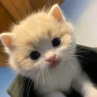 original sound - miyyyyuiy