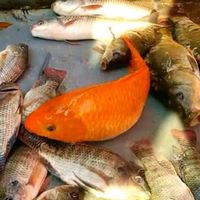 fishingbdfasttv