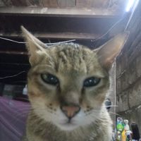 เสียงต้นฉบับ - www.tiktok5974367.com
