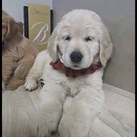 오리지널 사운드 - 🎀🧸행복한희야🧸🎀🩷💕🌹