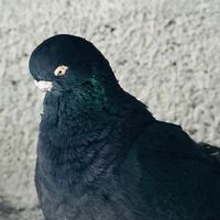 original sound