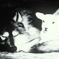 YANKI