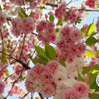 nhạc nền - Mấy ❤❤❤🌺🌹