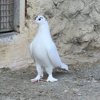 35dd202