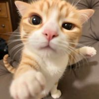_kkuromiitss40
