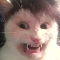 nhạc nền - d cuongg.