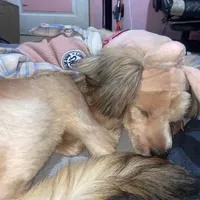 original sound - palambing.please