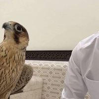 بن مجفل السبيعي