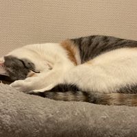 オリジナル楽曲 - かいと🐻‍🍎
