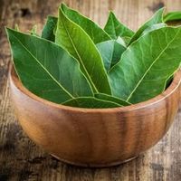 daun.salam6