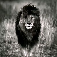 suara asli - KING