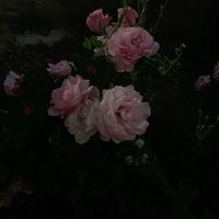 オリジナル楽曲 - ♡