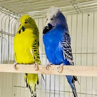 muhabbet_hobbyhannem