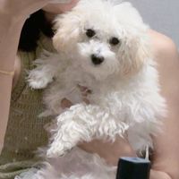 chaeyoung65336889