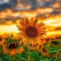 เสียงต้นฉบับ - เจ้าทานตะวัน🌻