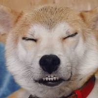 ai_buddy1