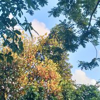 suara asli - ekeng✨