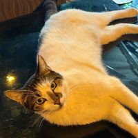 suara asli - PAPDOG