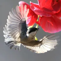 original sound - ogatv0