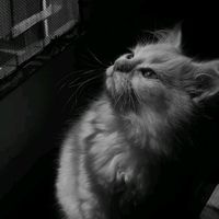 qissc.xy