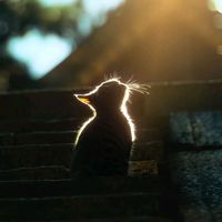 suara asli - ayyatemplate_