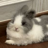 _lovecutebunny