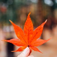 maple_jingga