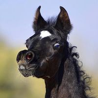 aljeyadstud2
