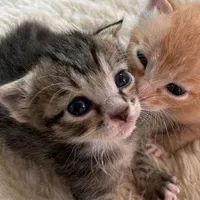 original sound - solo1rider