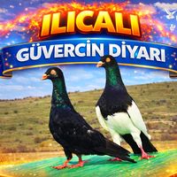 ilicali46460