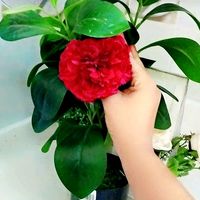 sameerajilan143