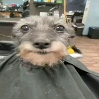 mikipensausagedog
