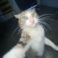 elmituuwu