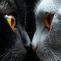 suara asli - Oscar06