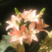 original sound - munkhuul _XD🌸