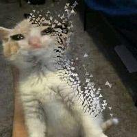 nhạc nền - Đậu CTU thì đổi tên🙉