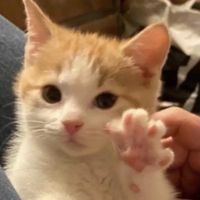 original sound - B FOR BOO...