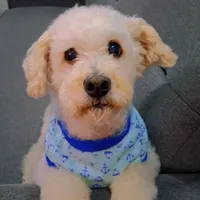 original sound - copito_503_