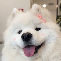 오리지널 사운드 - samoyed_gaeul