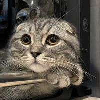 fongmeemeaw