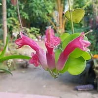 original sound - b234314