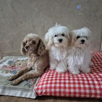 .1319116