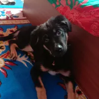 original sound - gcm66512