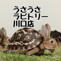 オリジナル楽曲 - うさうさラビトリー川口店 石のモフ山🐰