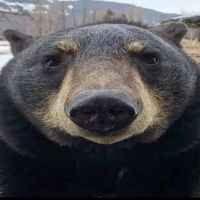 kuma_21y
