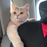 bonny.cat11