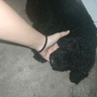 nhạc nền - Ebé mỏ hỗn ☺️