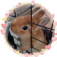 kurumimimi963pi