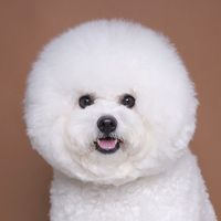 roro_bichonfrise