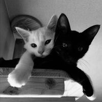 jele_160
